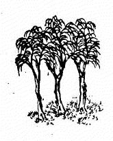 第二九象木刻圖